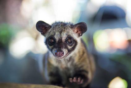 Kopi Luwak - káva, na níž si už před vámi pochutnaly cibetky