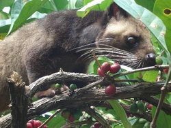 Cibetková káva - Kopi Luwak