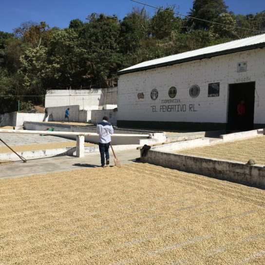 Sušení kávy Guatemala Finca Tololoche